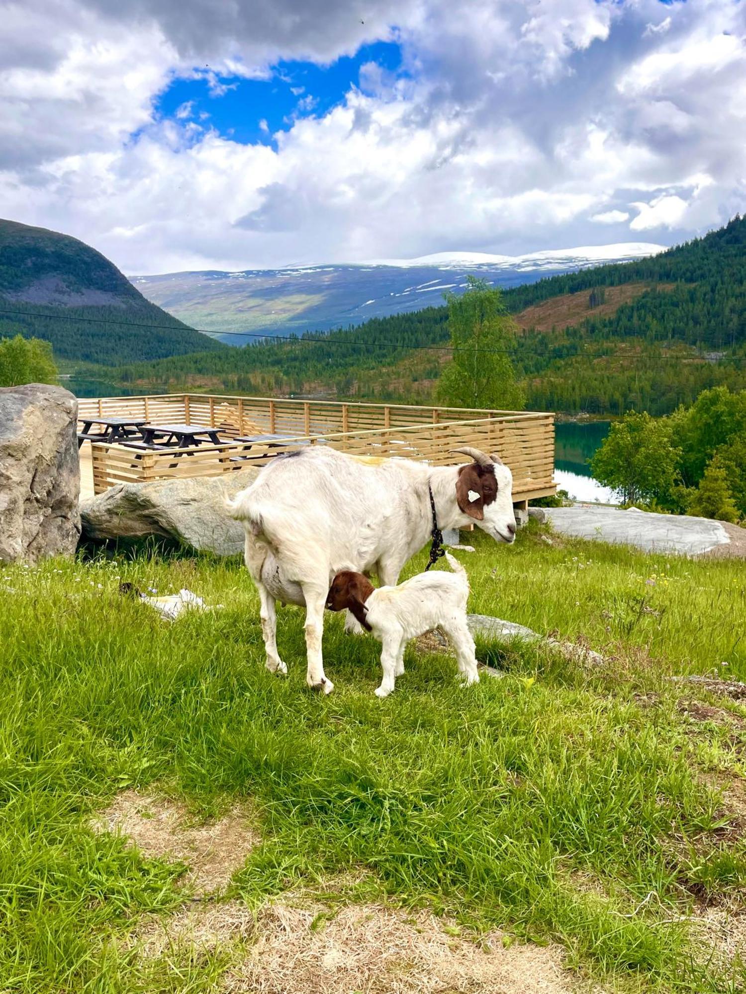 Reinheimen Lodge Skjåk Zewnętrze zdjęcie