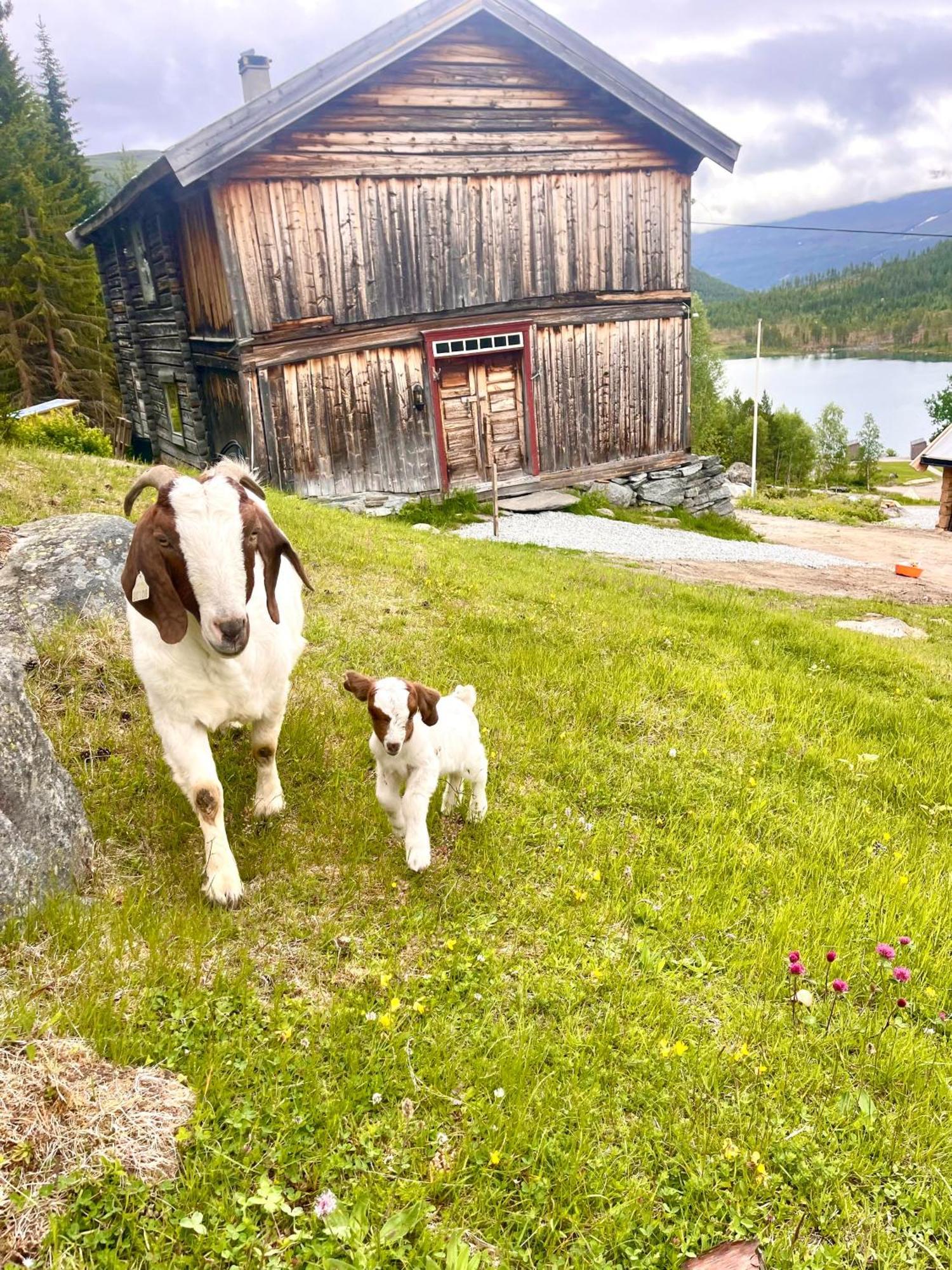 Reinheimen Lodge Skjåk Zewnętrze zdjęcie