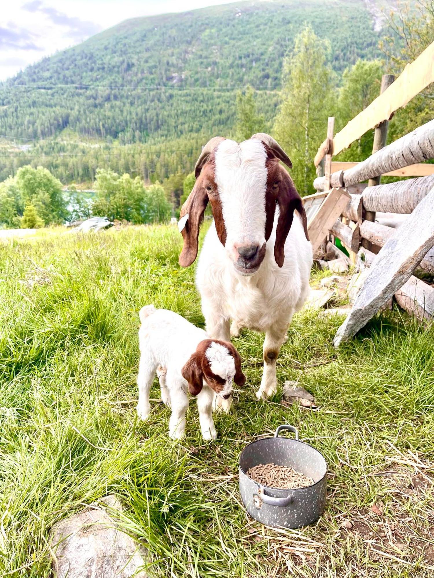 Reinheimen Lodge Skjåk Zewnętrze zdjęcie