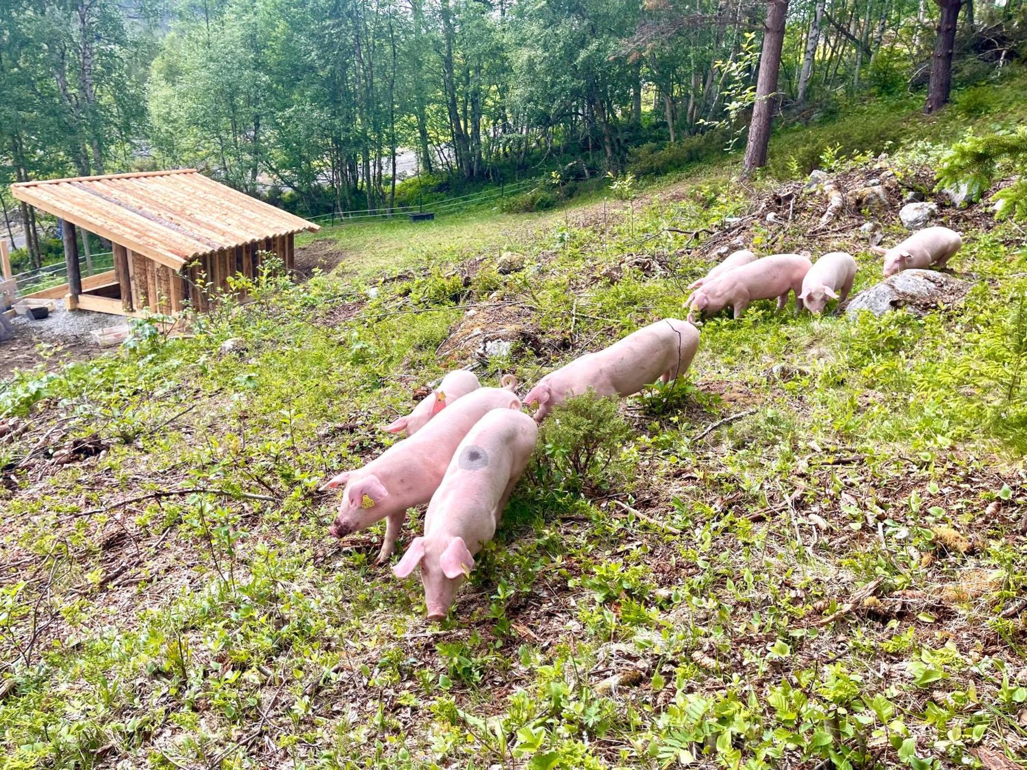 Reinheimen Lodge Skjåk Zewnętrze zdjęcie